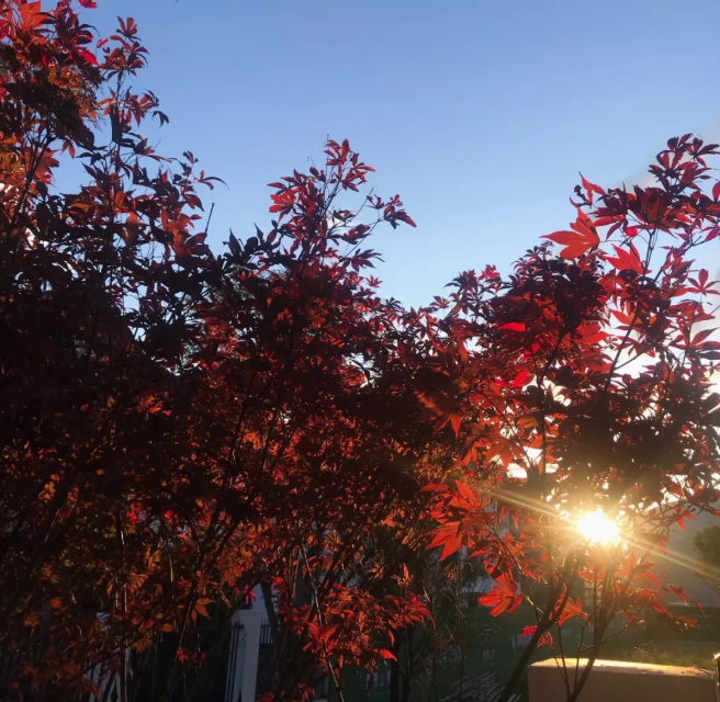 1587019891411426.png image.png